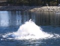 �������� THE TORRENT SELECT SERIES DISPLAY AERATOR ���. 50J3021, 50J3033